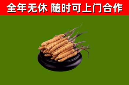 乐至县回收冬虫夏草