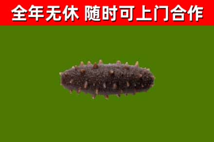乐至县回收海参干